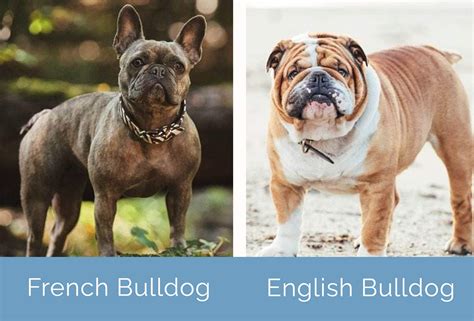 original french bulldog vs now.